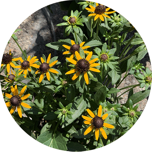 Small yellow blooms of a Black-Eyed Susan Perennial.